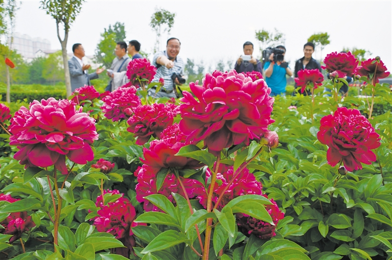 菏泽日报数字报-曹州牡丹园免费开放